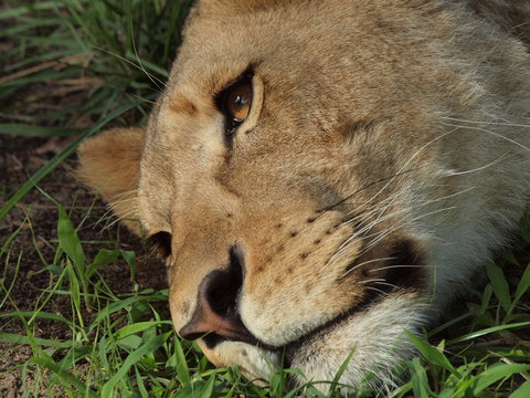 le repos d'un lion d'afrique zambie