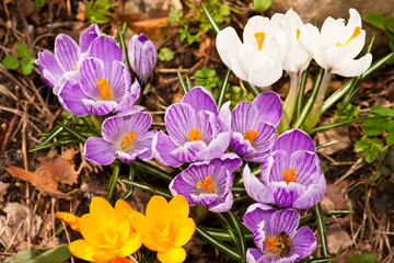 Krokusse, crocus