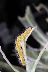 Oruga de la mariposa de la col