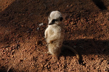 Suricate