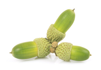 acorns isolated white background, a group