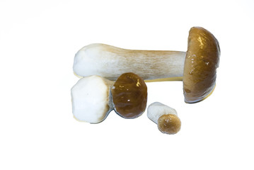 Steinpilz (boletus edulis) - porcini mushroom