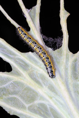 Oruga de la mariposa de la col