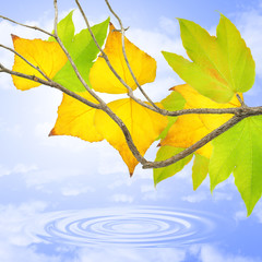 Tree on a lake.