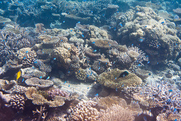 Fototapeta na wymiar Indian ocean. Underwater world.Fishes in corals.
