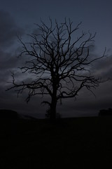 Toter Baum vor Nachthimmel