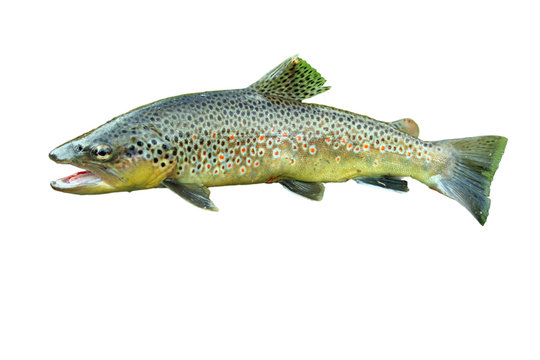 Common trout