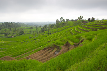 Rice terrace