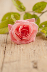 Rustic rose