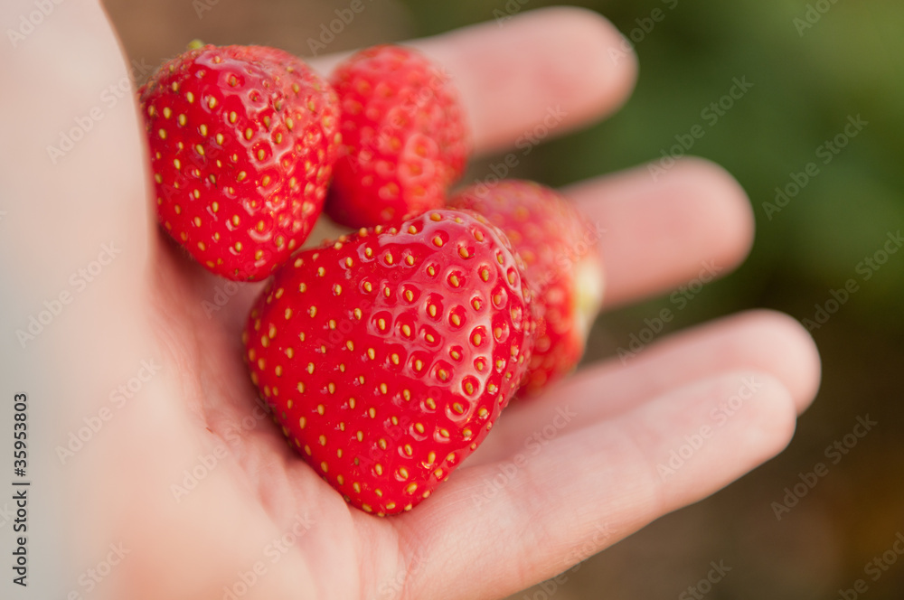 Wall mural strawberry in hand