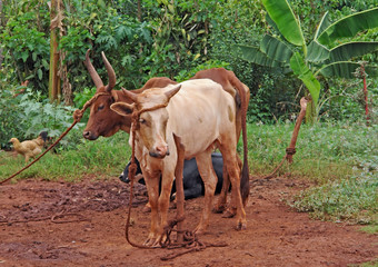 cattle in Uganda