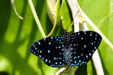 Starry Night Butterfly