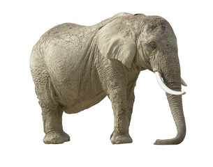 Fototapeta premium african elephant