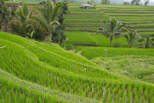 Rice fields. Bali