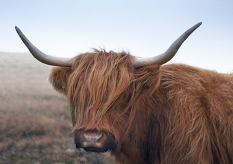 red brown Highland cattle