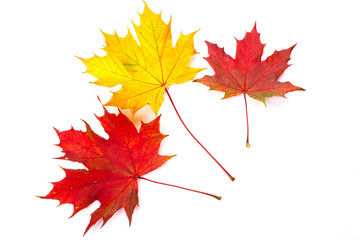 Colorful Fall leaves over white background