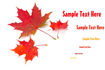 Colorful Fall leaves with sample text area