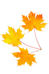 Fototapeta premium Colorful Fall leaves over white background