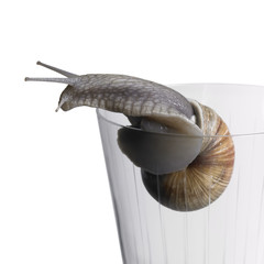 grapevine snail on drinking glass