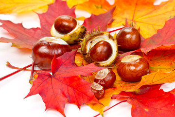 Autumn leaves and chestnuts