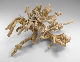 serpulid worm tubes