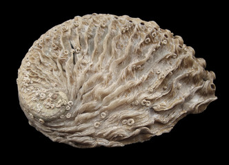 Abalone seashell