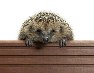 hedgehog and wooden panel