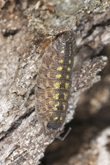 Woodlouse sitting on tree, extreme close-up