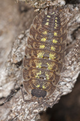 Woodlouse sitting on tree, extreme close-up