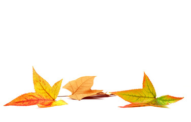 Autumn leaves