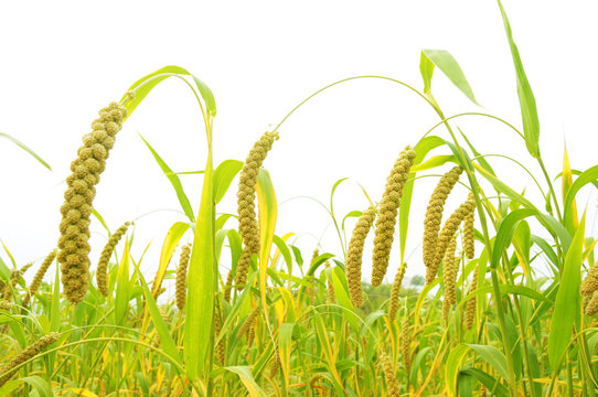 Millet fields