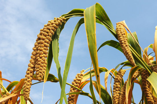 Crop fields