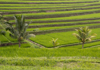 Rice terrace
