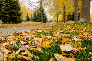 Autumn in Regina
