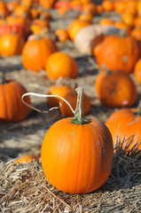Single pumpkin sits on hay in field