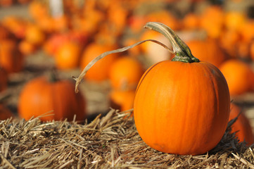 Single pumpkin sits on hay in field
