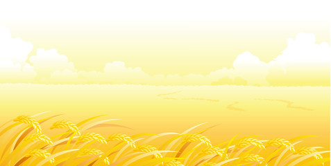 Wheat Field and landscape © zzve