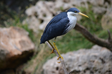pied heron