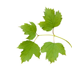 Branch isolated on white