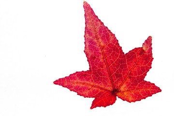Red Sweetgum Leave Autumn