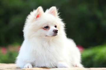 pomeranian dog