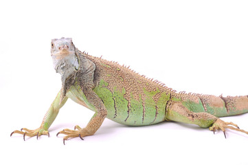 green iguana