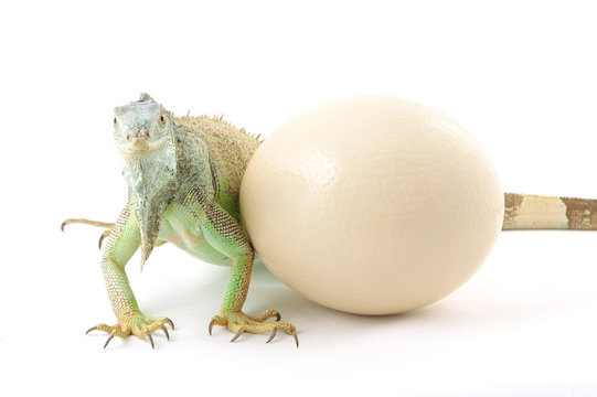 green iguana and ostrich egg