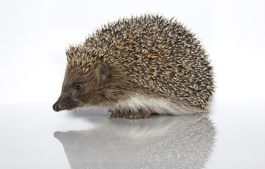 A young hedgehog, about a year