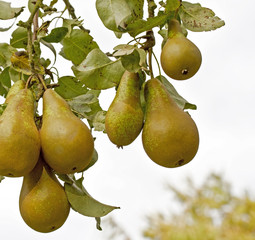 Pears on a tree