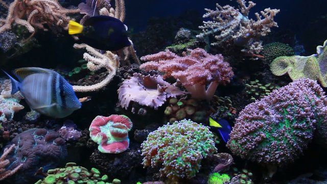 Marine aquarium - surgeonfish