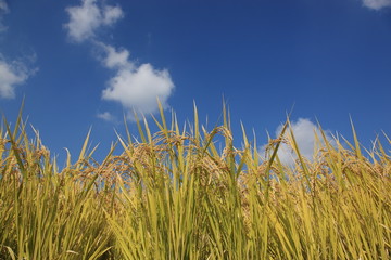 稲穂