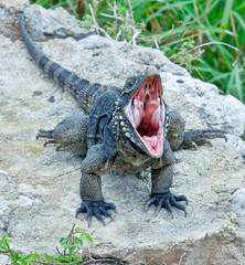 iguana