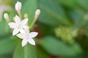 並んだペンタス