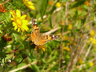 Butterfly and Summer Flowers